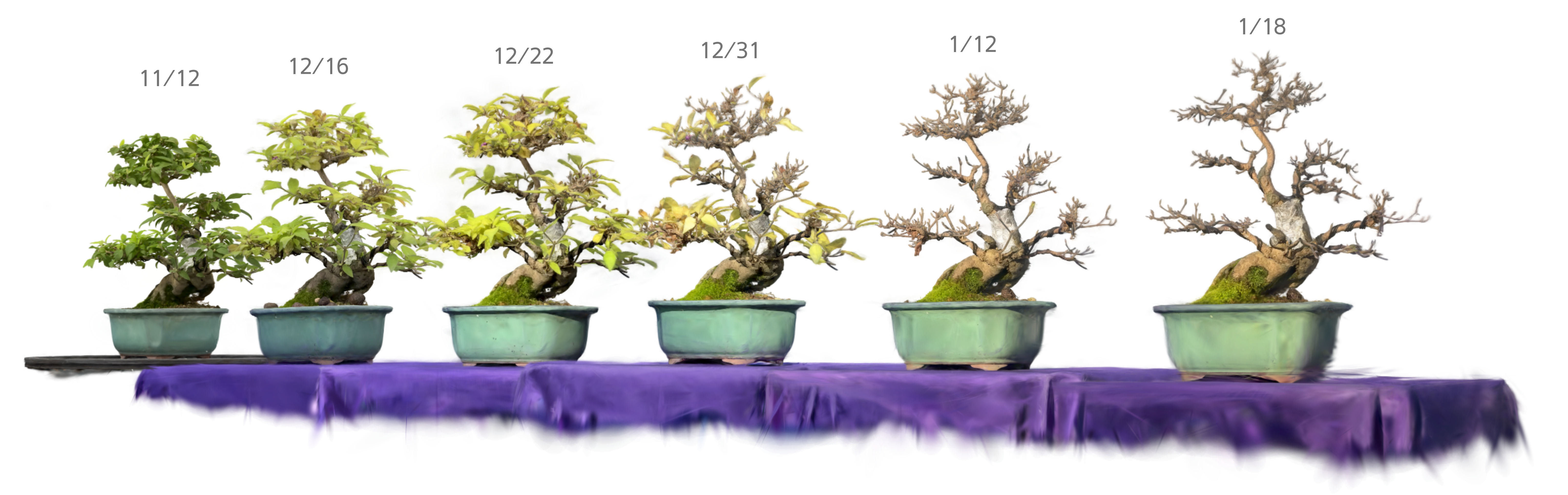 BONSAIENCE Hub｜盆栽×テクノロジーの新しいプラットフォーム